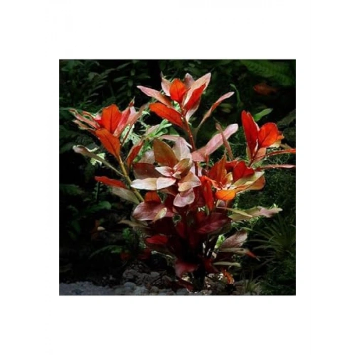 Canlı Ludwigia Repens Rubin Saksı Bitkisi