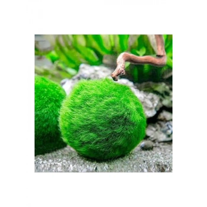 Canlı Marimo Moss Ball Bitkisi 3-4 cm - 50 Adet