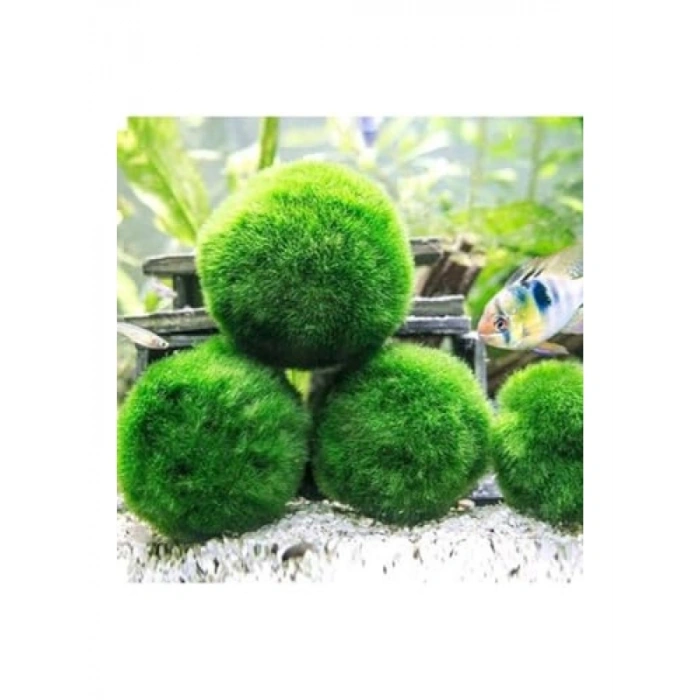 Canlı Marimo Moss Ball Yosun Topu 2-3cm Dekoratif Bitki