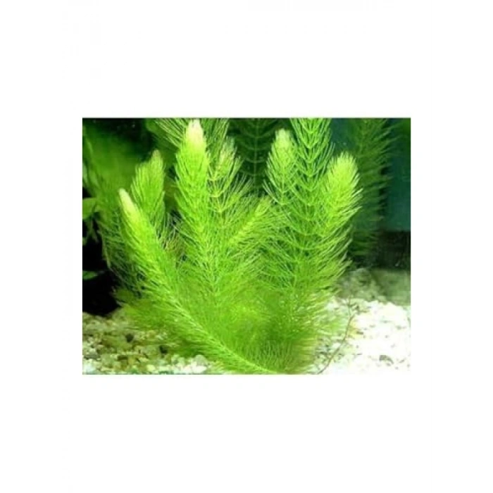 Canlı Myriophyllum Spicatum Tilki Kuyruğu Bitkisi