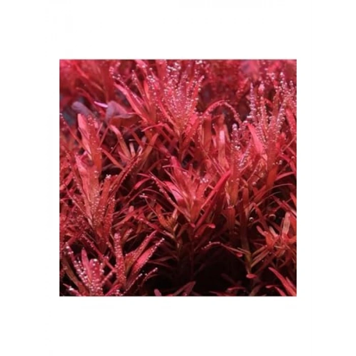 Canlı Rotala Rotundifolia Red In Vitro Bitkisi
