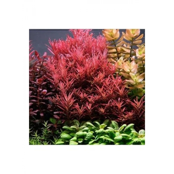 Canlı Rotala Rotundifolia Red In Vitro Bitkisi