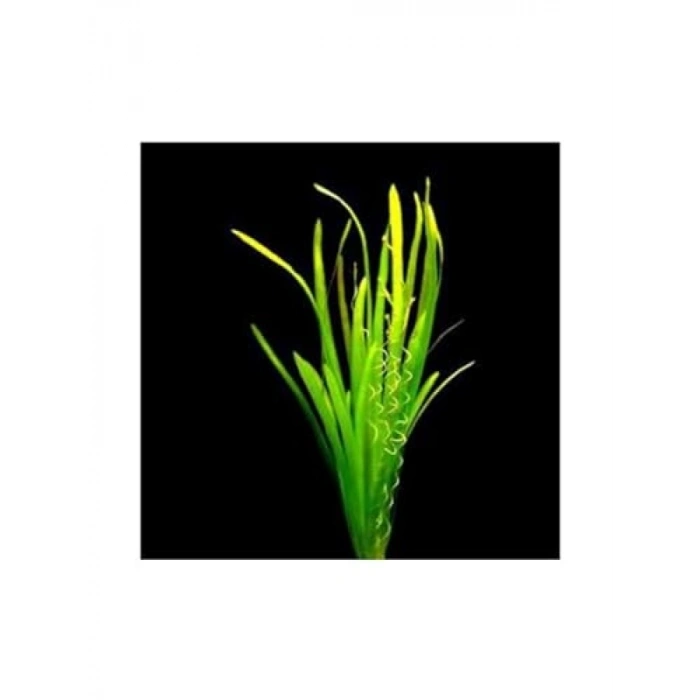 Canlı Vallisneria Spiralis Saksı Bitkisi