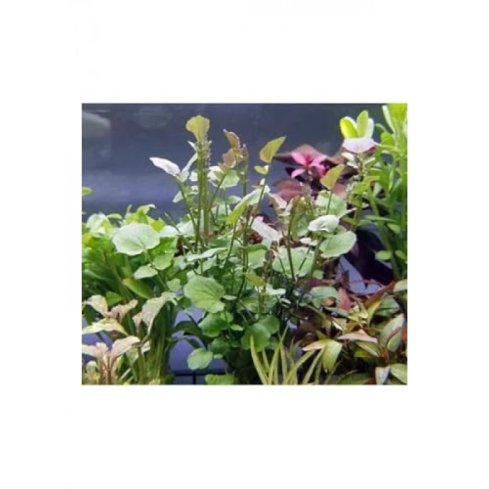 Cardamine Lyrata In Vitro Canlı Bitki