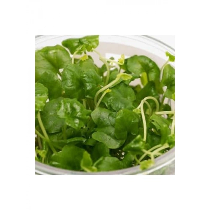 Cardamine Lyrata In Vitro Canlı Bitki