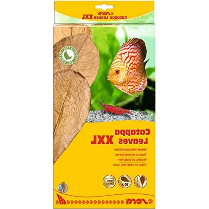 Catappa Yaprağı, 32 Cm Uzunluğunda, Doğal Ürün