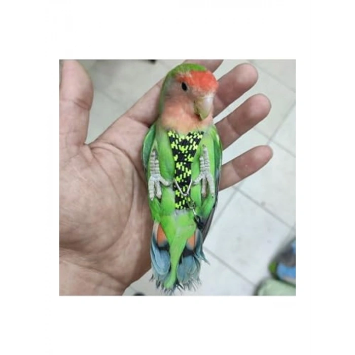 Cennet Papağanı Tasması Özel Patentli Tasarım Yeşil Siyah Süpriz Hediyeli