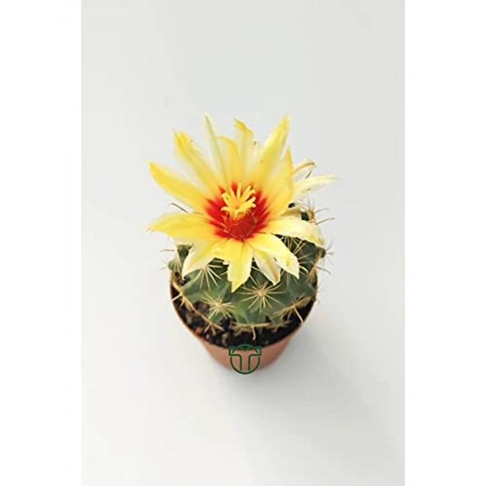 Çiçek Açan Kaktüs, 5.5 cm Saksıda, İç Mekan Bitkisi için Uygun