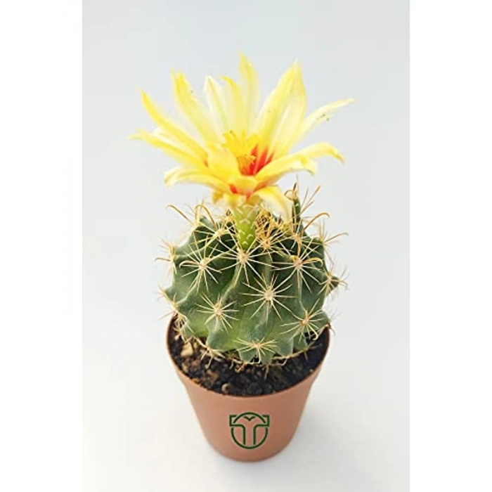 Çiçek Açan Kaktüs, 5.5 cm Saksıda, İç Mekan Bitkisi için Uygun