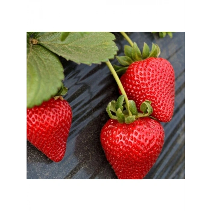 Çilek Çoklu Tohum Paketi - 3 Gram