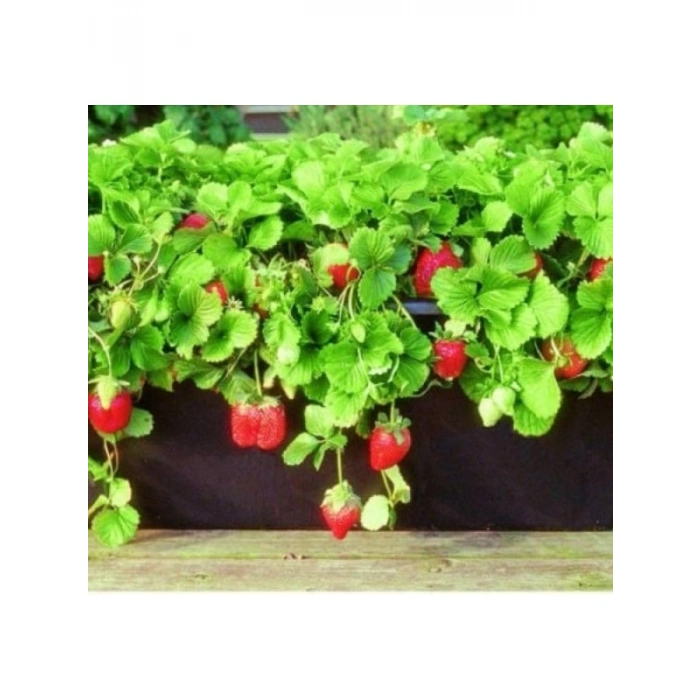 Çilek Çoklu Tohum Paketi - 3 Gram