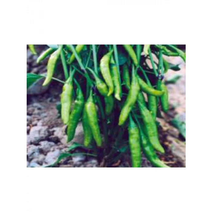 Cin Biber Tohumu - Aksel 10 gr
