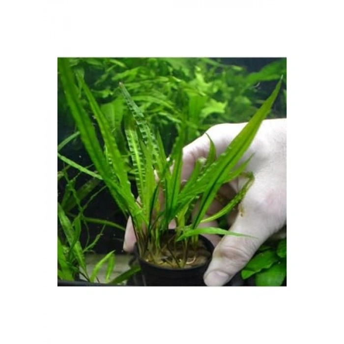 Cryptocoryne Balansae Canlı Bitki - Akvaryum İçin Uygun