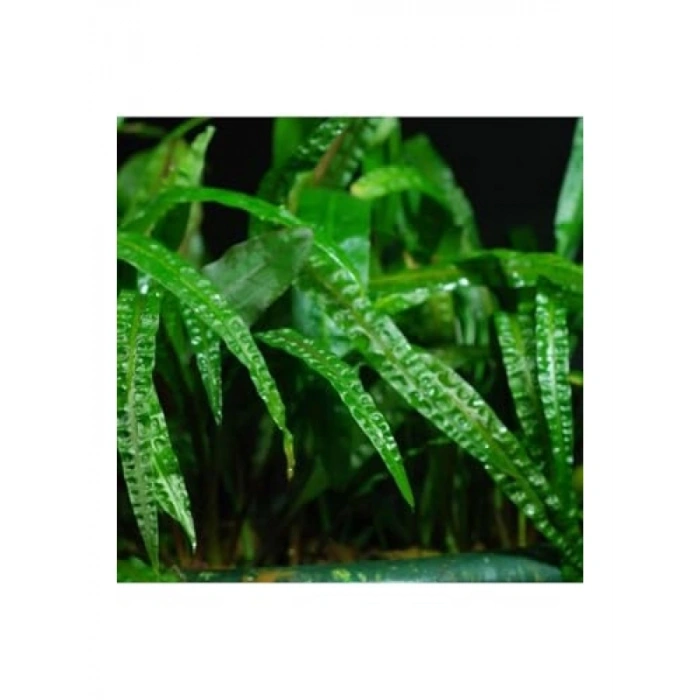 Cryptocoryne Balansae Canlı Bitki - Akvaryum İçin Uygun
