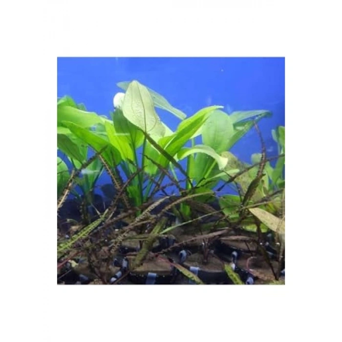 Cryptocoryne Balansae Canlı Bitki - Akvaryum İçin Uygun