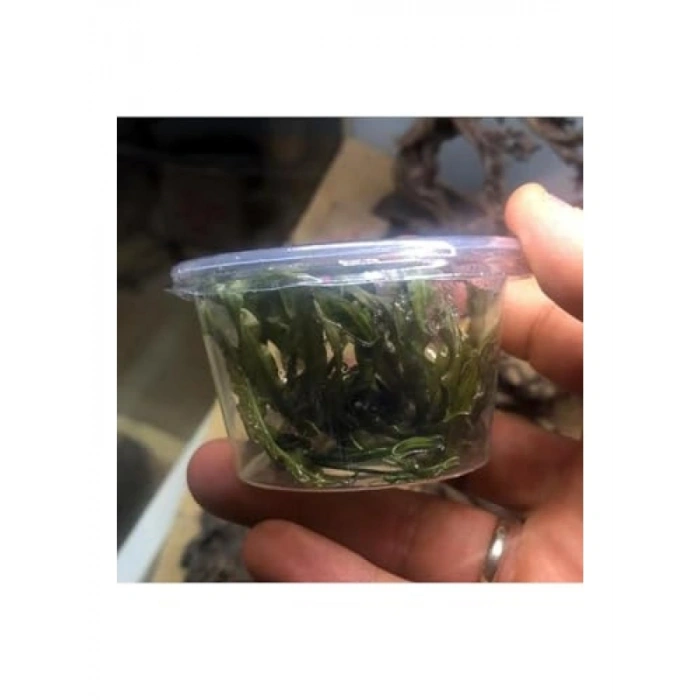 Cryptocoryne Crispatula İn Vitro Canlı Bitki - Akvaryum İçin Sağlıklı Seçim