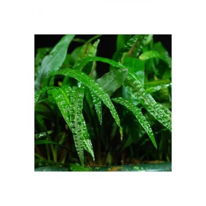 Cryptocoryne Crispatula İn Vitro Canlı Bitki - Akvaryum İçin Sağlıklı Seçim