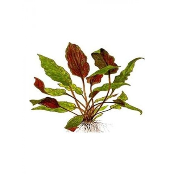 Cryptocoryne Wendtii Brown Saksı, Canlı Akvaryum Bitkisi