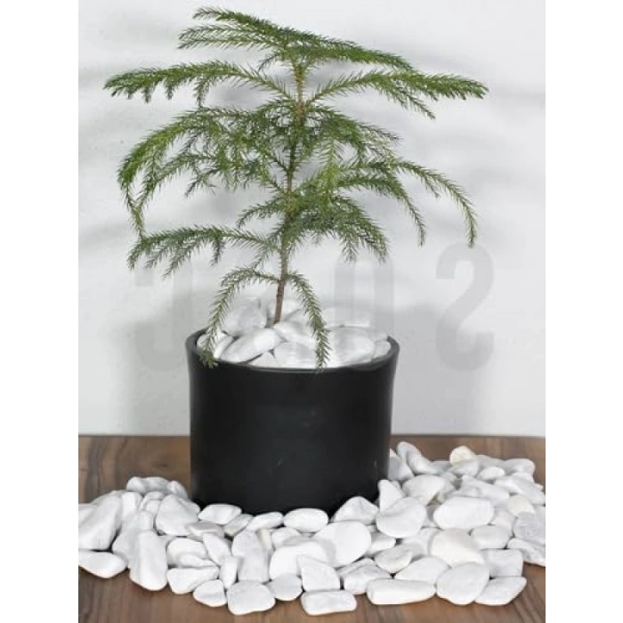 Dekoratif Beyaz Dolomit Çakıl Taşı, 2-4 cm, 3 kg