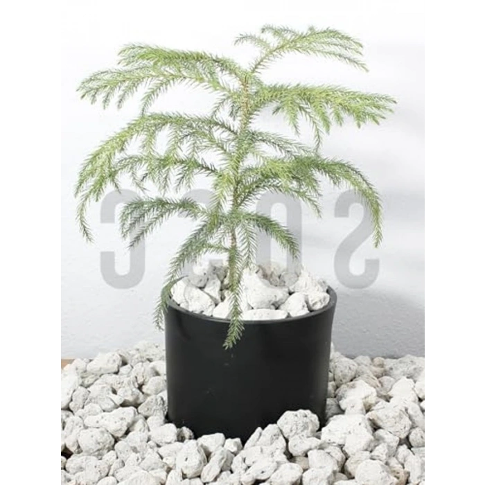 Dekoratif Volkanik Beyaz Lav Taşı, 2-4 cm, 5 Litre