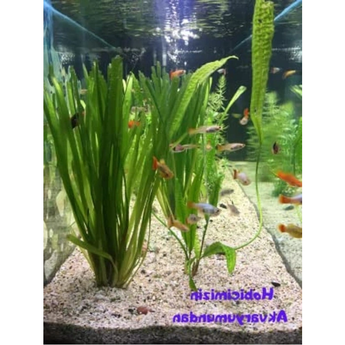 Dev Saz 1 Bağ Akvaryum Bitkisi, Canlı ve Sağlıklı Bitkiler
