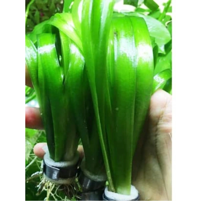 Dev Saz 1 Bağ Akvaryum Bitkisi, Canlı ve Sağlıklı Bitkiler