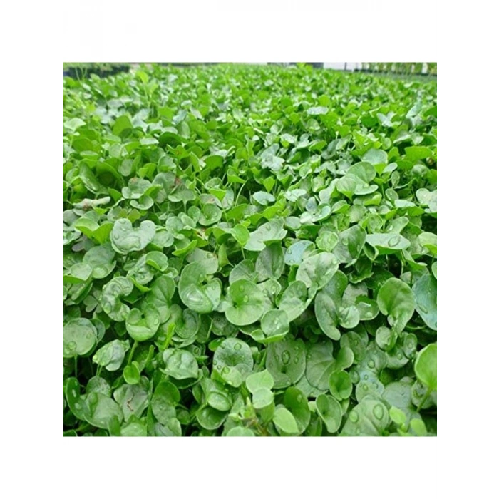 Dichondra Repens Çim Tohumu, 1 kg Boyut