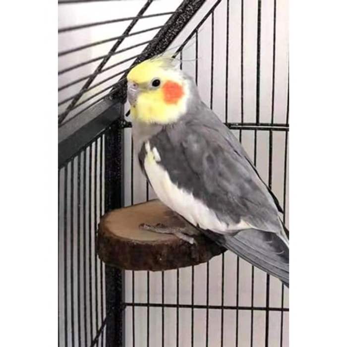 Doğal Ahşap Dairesel Kuş Kafesi Platformu, 3 Adet