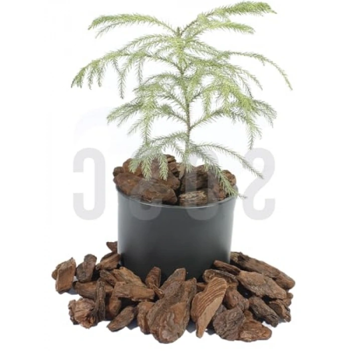 Doğal Çam Kabuğu Dekoratif Malzeme 1 Litre