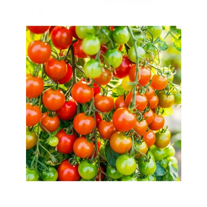Doğal Cherry Domates Tohumu - Yüksek Verim