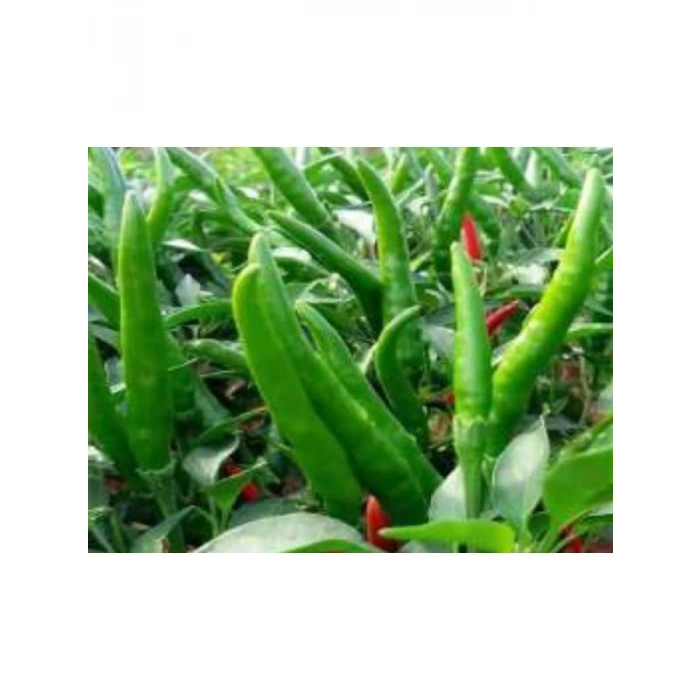 Doğal Cin Biberi Tohumu - 1 Paket