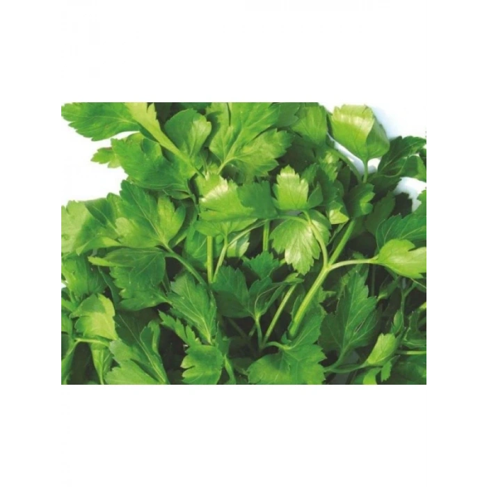 Doğal İri Yaprak Maydanoz Tohumu - 10 Gram