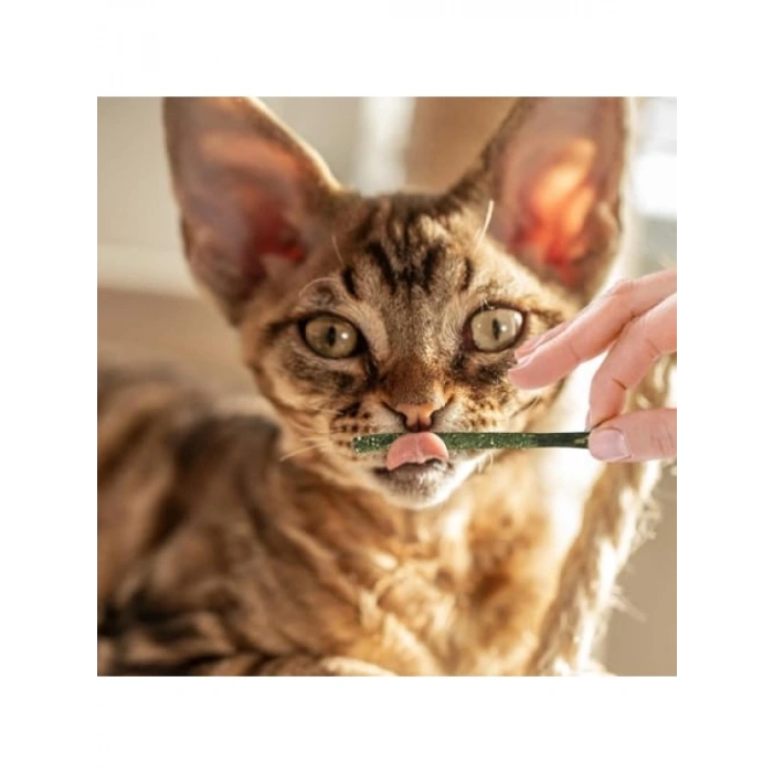 Doğal Kedi Otu Diş Bakım Çubuğu - 6lı Paket