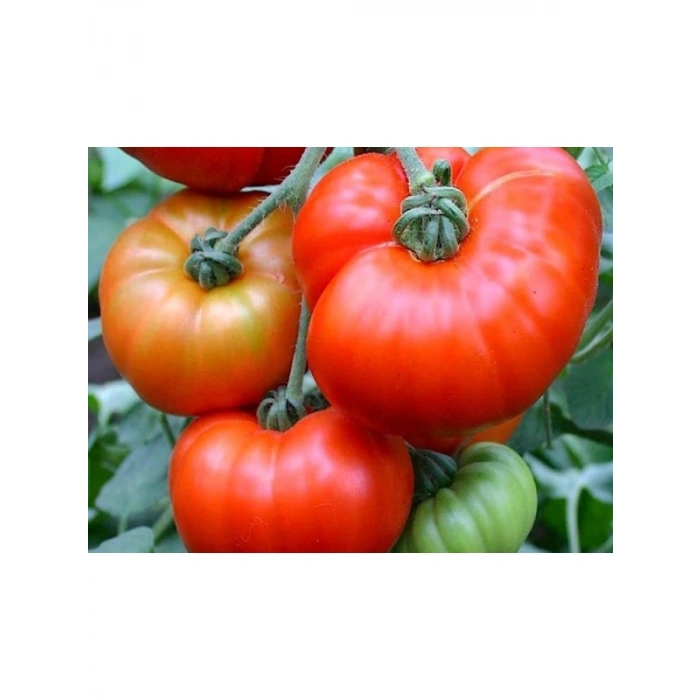 Doğal Marmande Domates Tohumu