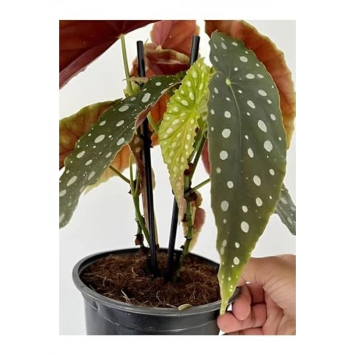 Dolgun Beyaz Çiçekli Çilli Begonya, Saksılı 30-40 cm, 1 Adet