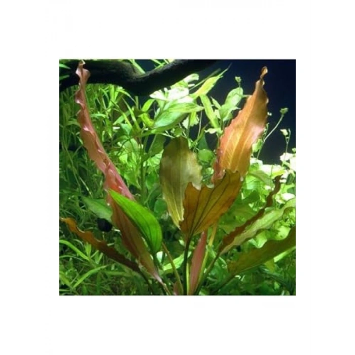 Echinodorus Rose In Vitro Canlı Bitki