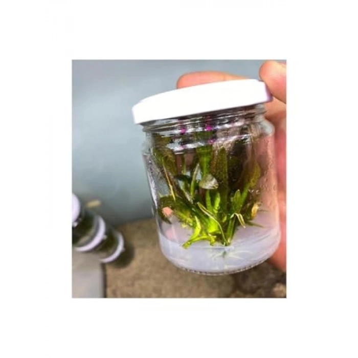 Echinodorus Rose In Vitro Canlı Bitki