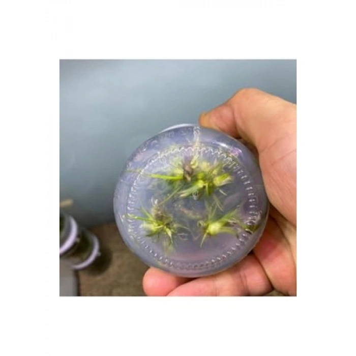 Echinodorus Rose In Vitro Canlı Bitki