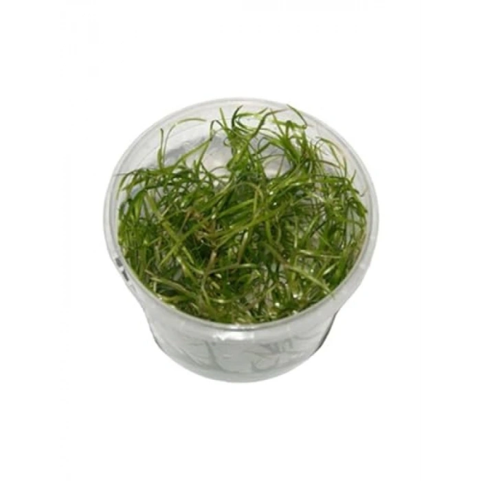 Echinodorus Tenellus In Vitro Canlı Bitki