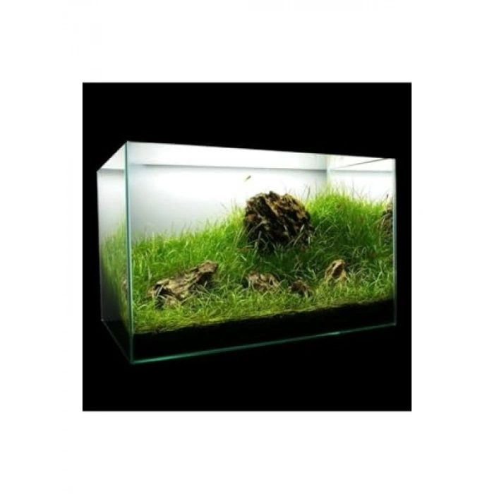 Echinodorus Tenellus In Vitro Canlı Bitki