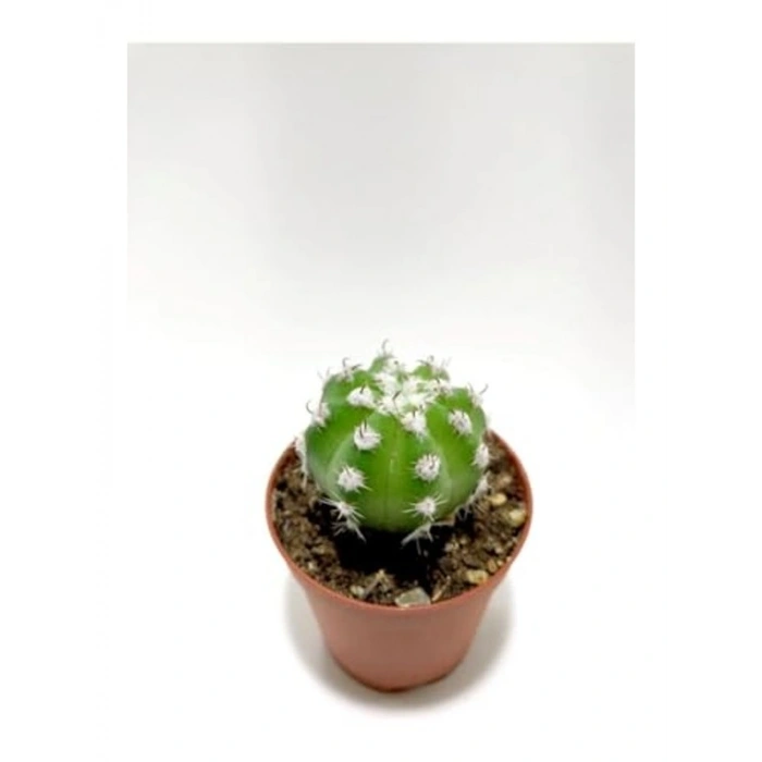 Echinopsis Subdenudata Kaktüsü, Bahçe ve İç Mekan İçin Uygun
