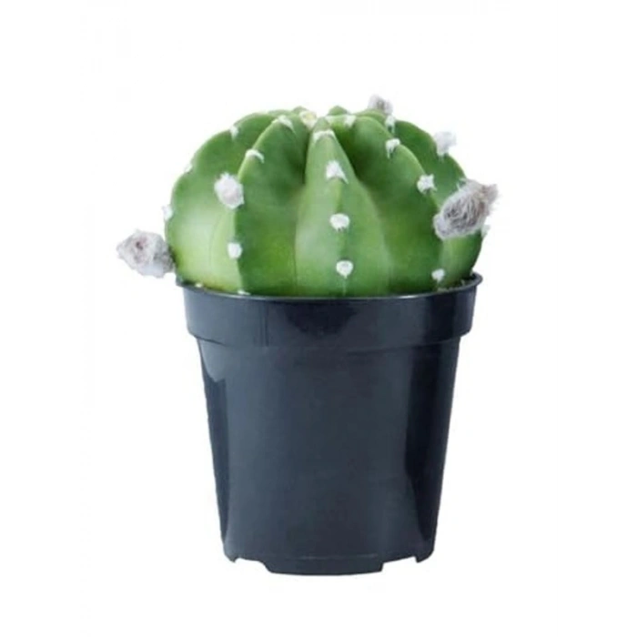 Echinopsis Subdenudata Kaktüsü, Bahçe ve İç Mekan İçin Uygun