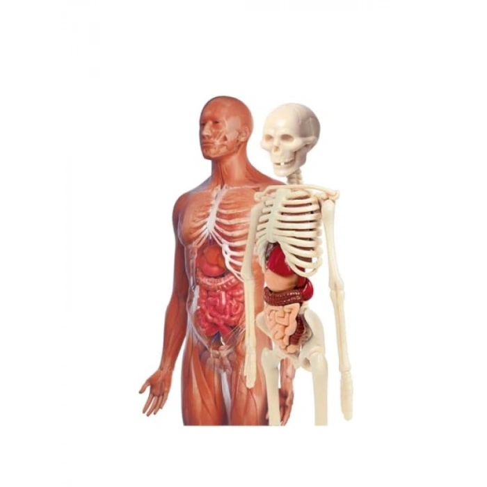 Eğitici İnsan Anatomisi Seti