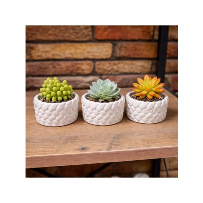 El Yapımı Mini Saksı Seti, 5 cm, Modern Beton Tasarım