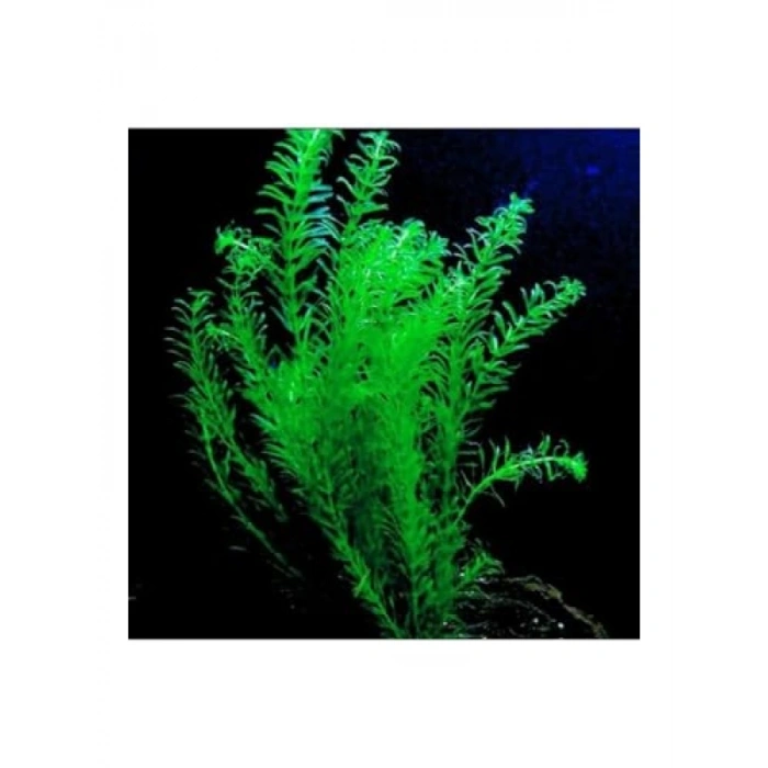 Eledoa Canlı Bitki - 5 Kök