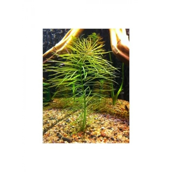 Eusteralis Stellata Saksı Canlı Bitki