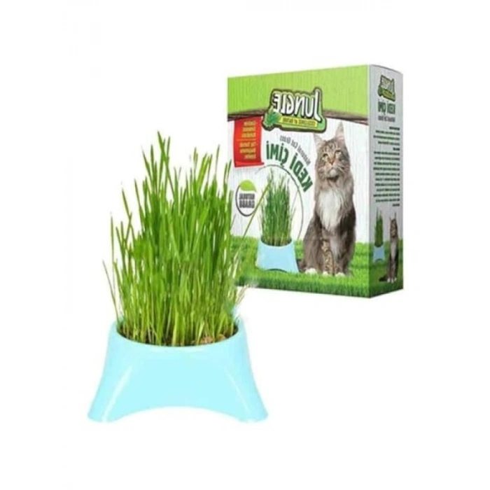 Fileli Kedi Çimi - Doğal Beslenme Alanı