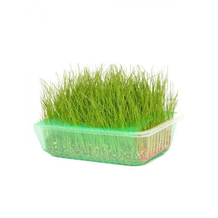 Gerçek Topraklı Kedi Çimi