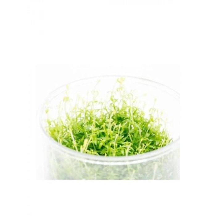 Gratiola Viscidula In Vitro Cup Canlı Bitki