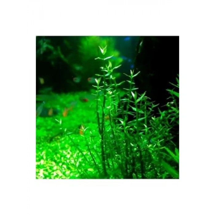 Gratiola Viscidula In Vitro Cup Canlı Bitki